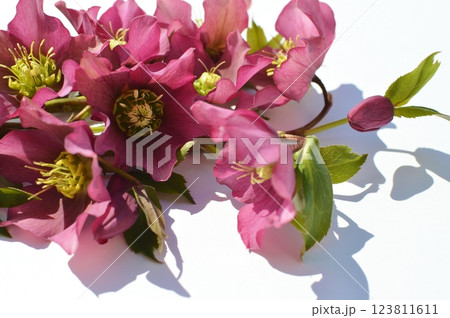 紫色のクリスマスローズの花束　　　　　 123811611