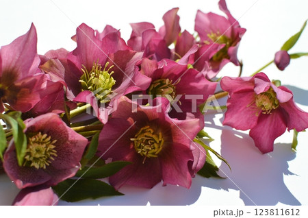 紫色のクリスマスローズの花束　　　　　 123811612