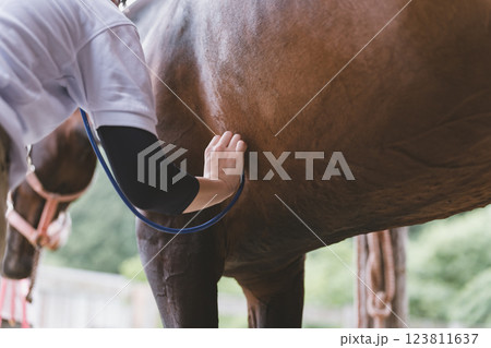 involved with horses involved with horses 123811637