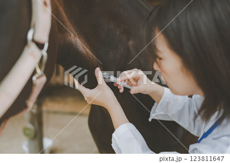 involved with horses 123811647