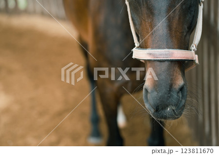 involved with horses 123811670