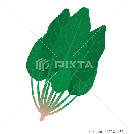 ほうれん草のイラスト 123811734