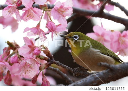 河津桜[カワヅザクラ]とメジロ（河津桜：2月初旬～3月初旬で開花） 123811755