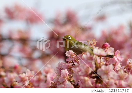 河津桜[カワヅザクラ]とメジロ（河津桜：2月初旬～3月初旬で開花） 123811757