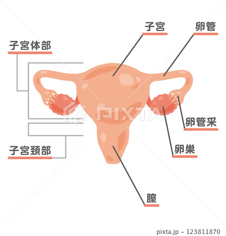 子宮と卵巣の構造イラスト1 123811870