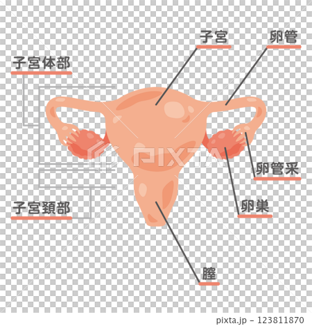 子宮と卵巣の構造イラスト1 123811870