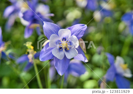 休日散歩　青と白の花が咲き誇る春② 123811929
