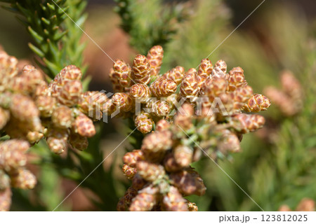 花粉症 スギ花粉 杉の花 花粉症 スギ花粉 杉の花 123812025