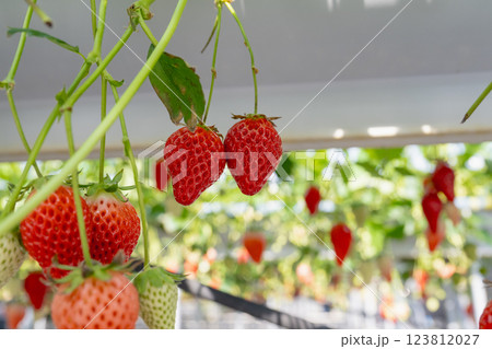 農耕 農業 背景 123812027