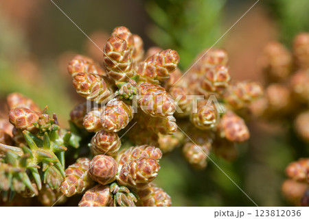 花粉症 スギ花粉 杉の花 花粉症 スギ花粉 杉の花 123812036