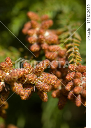 花粉症 スギ花粉 杉の花 花粉症 スギ花粉 杉の花 123812039