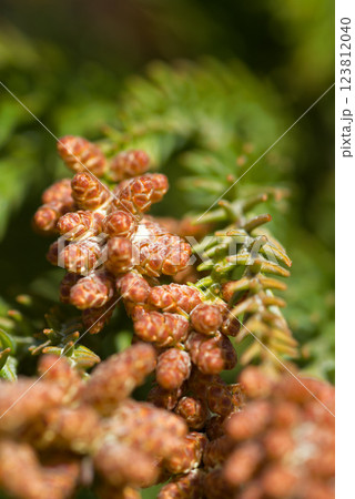 花粉症 スギ花粉 杉の花 花粉症 スギ花粉 杉の花 123812040