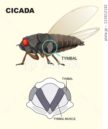 Cicada Anatomy and Sound Mechanism Cicada Anatomy and Sound Mechanism 123812192