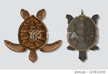 Top-Down View of Two Turtles 123812240