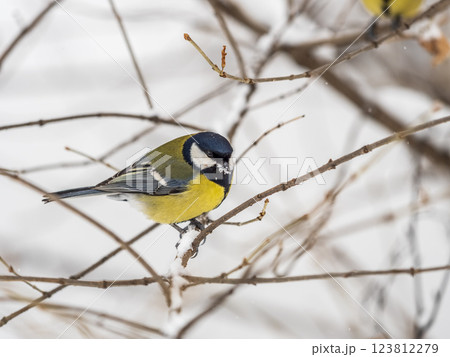 Cute bird Great tit, songbird sitting on a branch without leaves in the autumn or winter. Cute bird Great tit, songbird sitting on a branch without leaves in the autumn or winter. 123812279