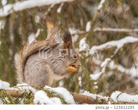 The squirrel with nut sits on tree in the winter or late autumn 123812285