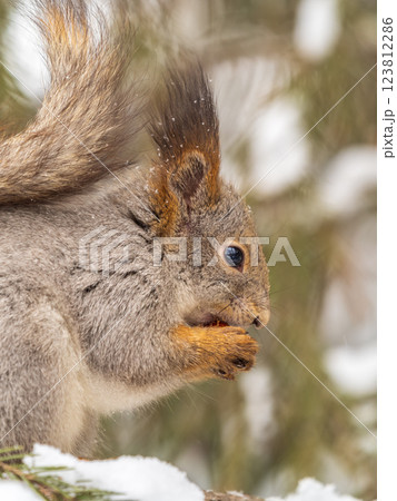 The squirrel with nut sits on tree in the winter or late autumn 123812286