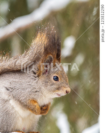 The squirrel sits on a branches without leaves in the winter or autumn 123812290