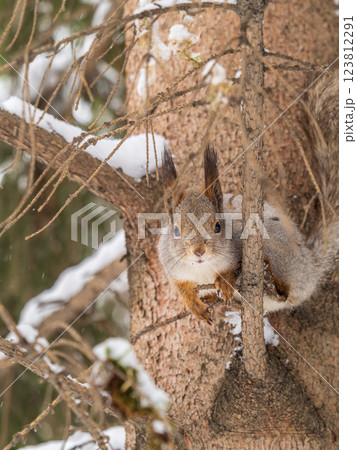 The squirrel sits on a branches without leaves in the winter or autumn The squirrel sits on a branches without leaves in the winter or autumn 123812291