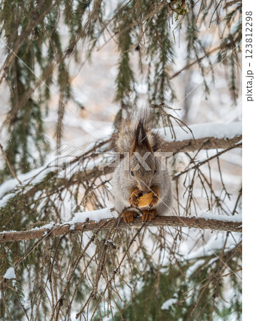 The squirrel with nut sits on tree in the winter or late autumn The squirrel with nut sits on tree in the winter or late autumn 123812298