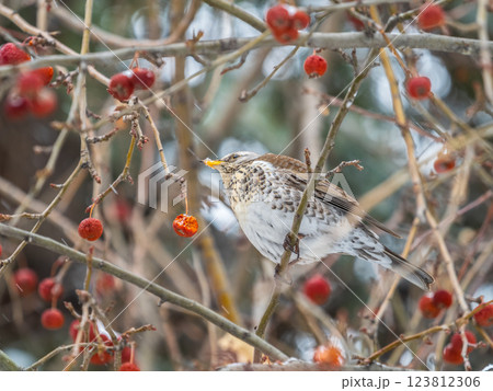 Fieldfare sitting on the bush and feeding on wild red apples in winter or early spring time. 123812306