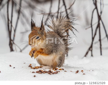 The squirrel in winter sits on white snow. The squirrel in winter sits on white snow. 123812320