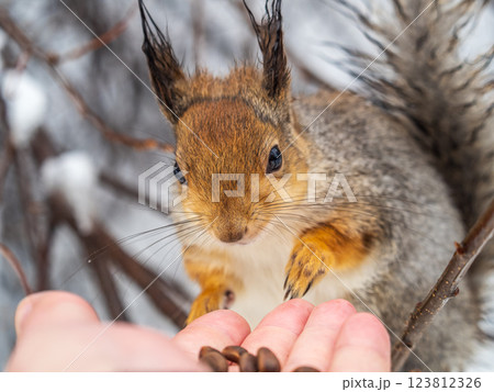 Squirrel eats nuts from a man's hand. Caring for animals in winter or autumn. Squirrel eats nuts from a man's hand. Caring for animals in winter or autumn. 123812326