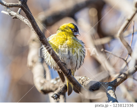 Eurasian siskin male, latin name spinus spinus, sitting on branch of tree. Cute little yellow songbird. Eurasian siskin male, latin name spinus spinus, sitting on branch of tree. Cute little yellow songbird. 123812336