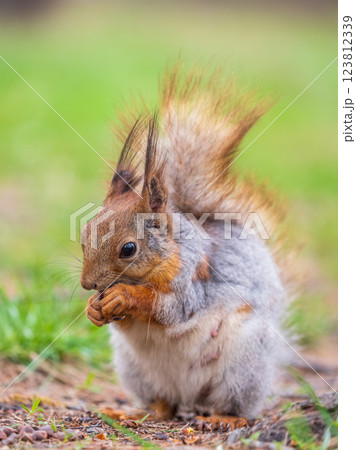 Squirrel eats a nut while sitting in green grass. Eurasian red squirrel, Sciurus vulgaris Squirrel eats a nut while sitting in green grass. Eurasian red squirrel, Sciurus vulgaris 123812339