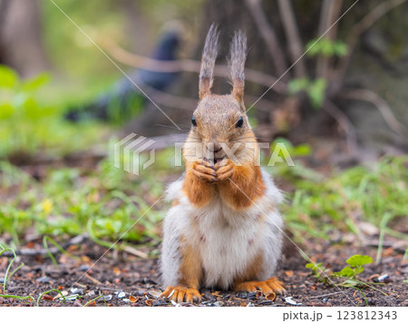 Squirrel eats a nut while sitting in green grass. Eurasian red squirrel, Sciurus vulgaris 123812343