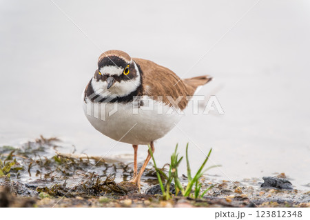 Little ringed plover (Charadrius dubius), bird standing on the lake shore 123812348