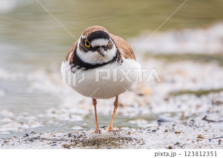 Little ringed plover (Charadrius dubius), bird standing on the lake shore Little ringed plover (Charadrius dubius), bird standing on the lake shore 123812351
