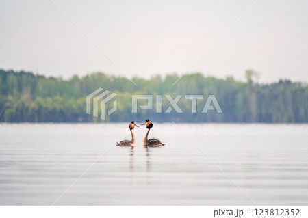 Mating games of two water birds Great Crested Grebes. Two waterfowl birds Great Crested Grebes swim in the lake with heart shaped silhouette Mating games of two water birds Great Crested Grebes. Two waterfowl birds Great Crested Grebes swim in the lake with heart shaped silhouette 123812352