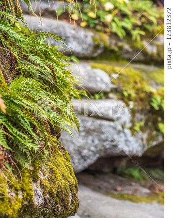 Common polypody fern Polypodium vulgare grows among thick moss. 123812372