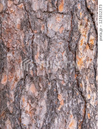 Old wood pine bark texture or background. 123812373