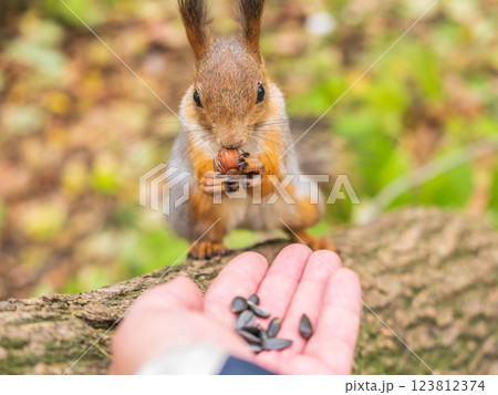 A squirrel in the autumn eats nuts from a human hand. Eurasian red squirrel, Sciurus vulgaris 123812374