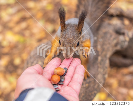 A squirrel in the autumn eats nuts from a human hand. Eurasian red squirrel, Sciurus vulgaris A squirrel in the autumn eats nuts from a human hand. Eurasian red squirrel, Sciurus vulgaris 123812376