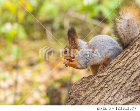 Portrait of a squirrel on a tree trunk Portrait of a squirrel on a tree trunk 123812377