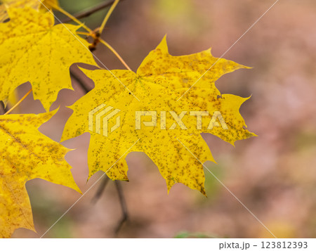 Maple branches with yellow leaves in autumn, in the light of sunset. 123812393