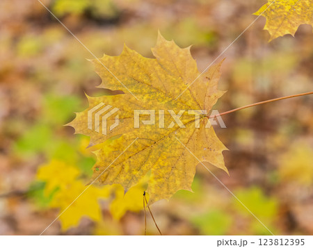 Maple branches with yellow leaves in autumn, in the light of sunset. Maple branches with yellow leaves in autumn, in the light of sunset. 123812395