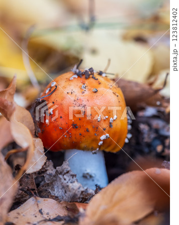 Autumn background. amanita muscaria mushroom in autumn forest. harvest fungi concept. Fly agaric, wild poisonous red mushroom in yellow-orange fallen leaves Autumn background. amanita muscaria mushroom in autumn forest. harvest fungi concept. Fly agaric, wild poisonous red mushroom in yellow-orange fallen leaves 123812402