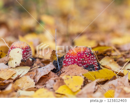 Autumn background. amanita muscaria mushroom in autumn forest. harvest fungi concept. Fly agaric, wild poisonous red mushroom in yellow-orange fallen leaves Autumn background. amanita muscaria mushroom in autumn forest. harvest fungi concept. Fly agaric, wild poisonous red mushroom in yellow-orange fallen leaves 123812403