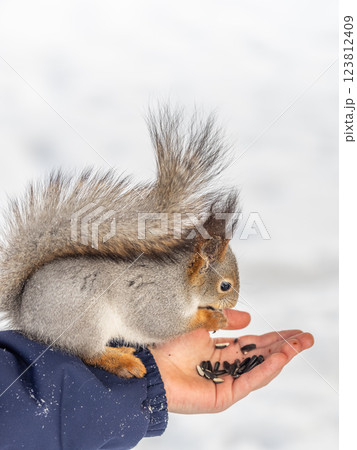 Squirrel eats nuts from a man's hand. Caring for animals in winter or autumn. 123812409