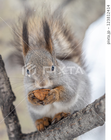 The squirrel with nut sits on tree in the winter or late autumn 123812414