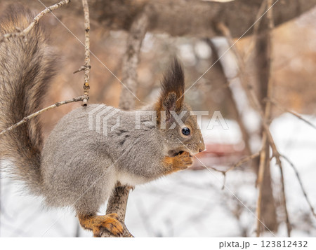 The squirrel with nut sits on tree in the winter or late autumn The squirrel with nut sits on tree in the winter or late autumn 123812432