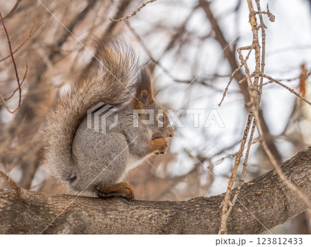 The squirrel with nut sits on tree in the winter or late autumn 123812433