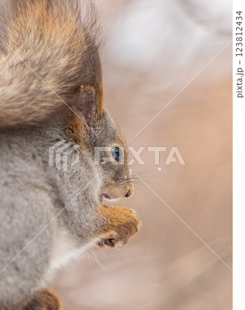 The squirrel with nut sits on tree in the winter or late autumn 123812434