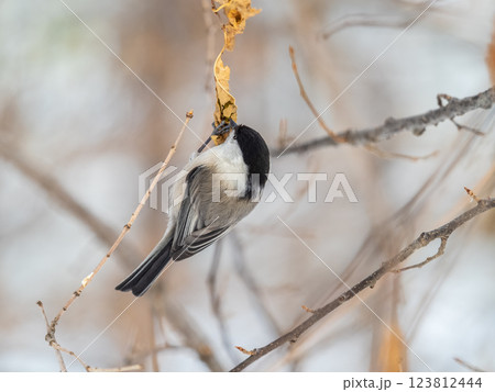 Cute bird the willow tit, song bird sitting on a branch without leaves in the winter. Cute bird the willow tit, song bird sitting on a branch without leaves in the winter. 123812444