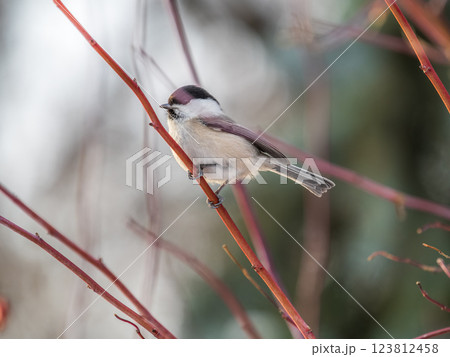 Cute bird the willow tit, song bird sitting on a branch without leaves in the winter. 123812458