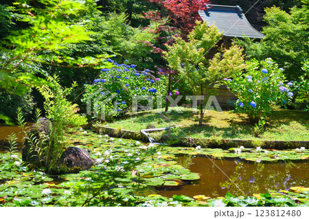 本土寺 弁天堂と弁天池 あじさいとスイレン(千葉県松戸市) 本土寺 弁天堂と弁天池 あじさいとスイレン(千葉県松戸市) 123812480